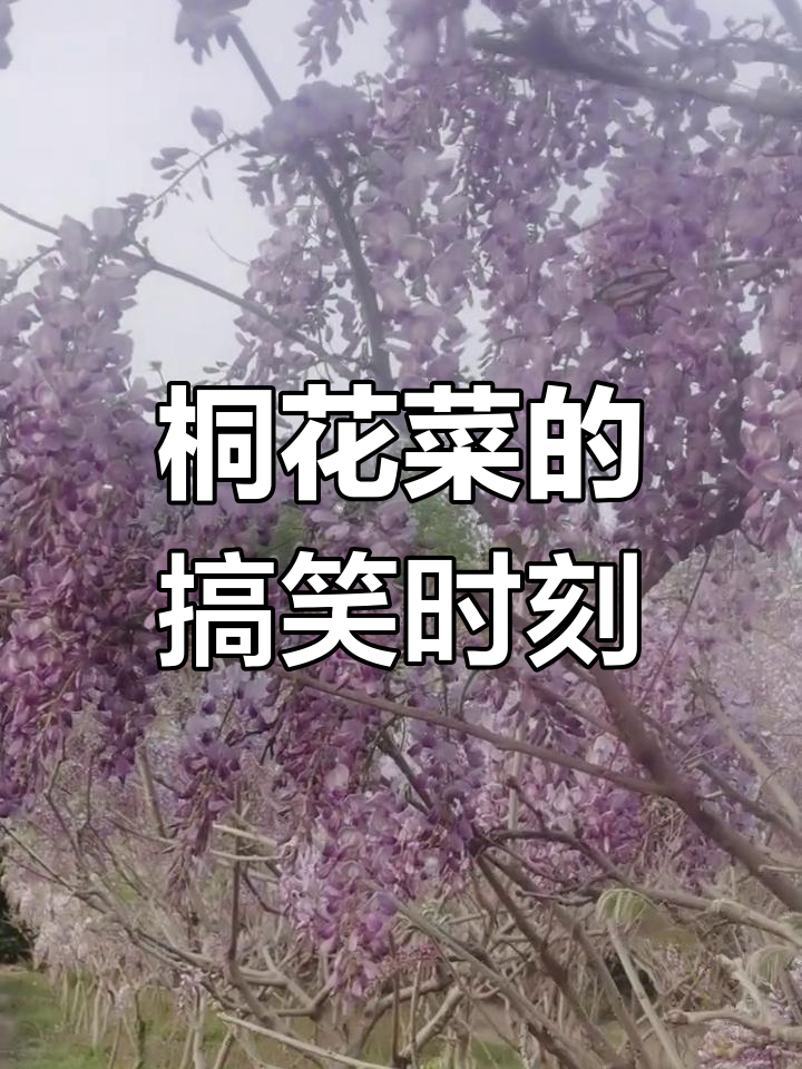 桐花菜带来的笑声,真是太有趣了!