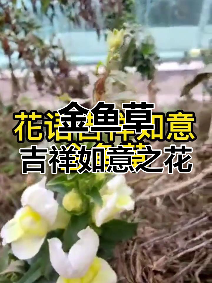 金鱼草的美丽与寓意,带你了解繁荣昌盛的花语