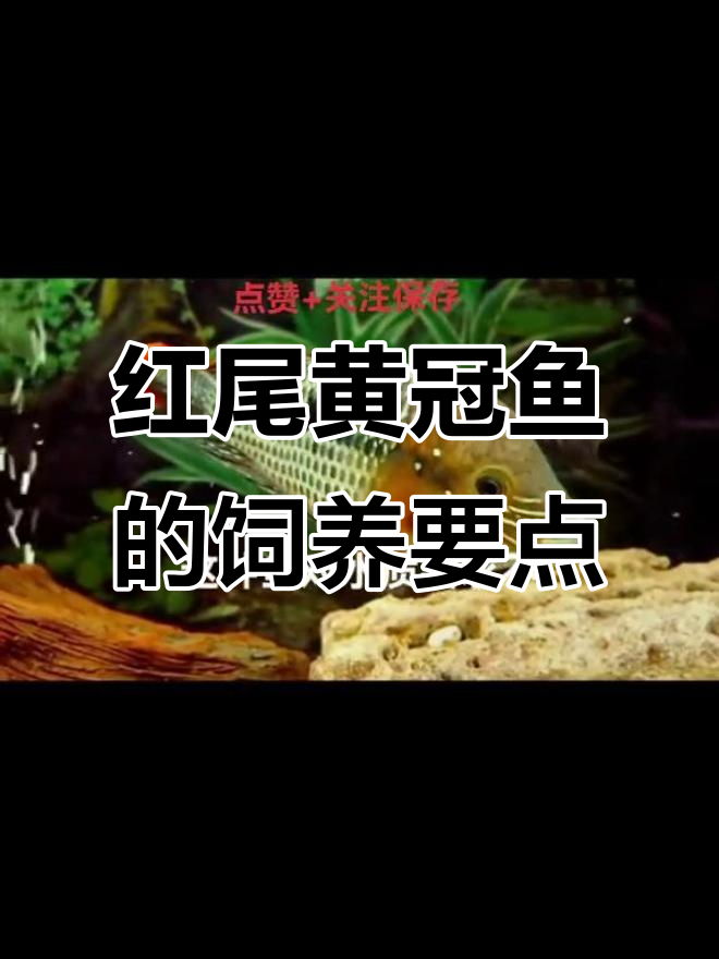 红尾皇冠鱼养殖技巧：水质、温度与空间全解析