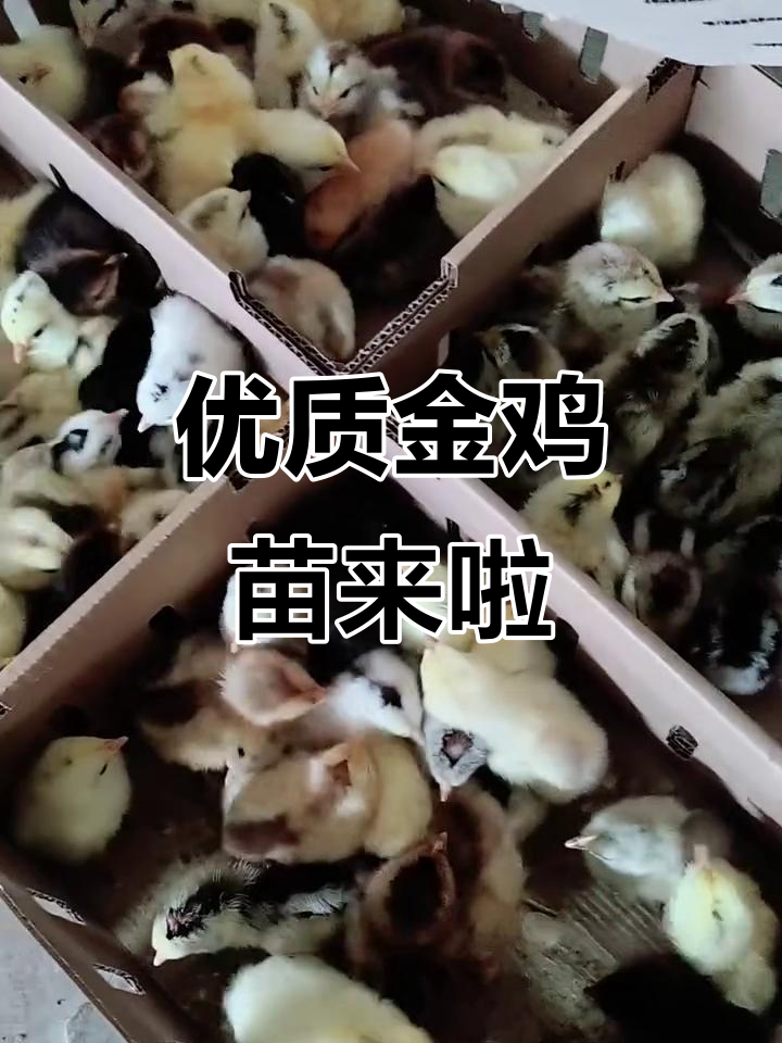 金鸡进门,好运连连!临沂益大农牧带来优质鸡苗