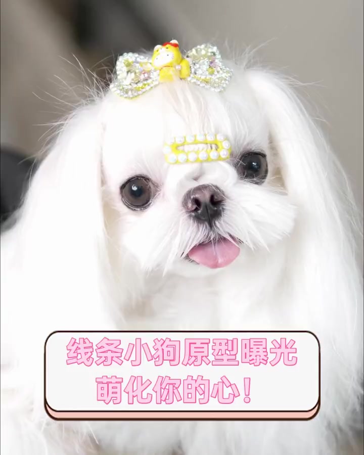 线条小狗原型曝光,萌化你的心!