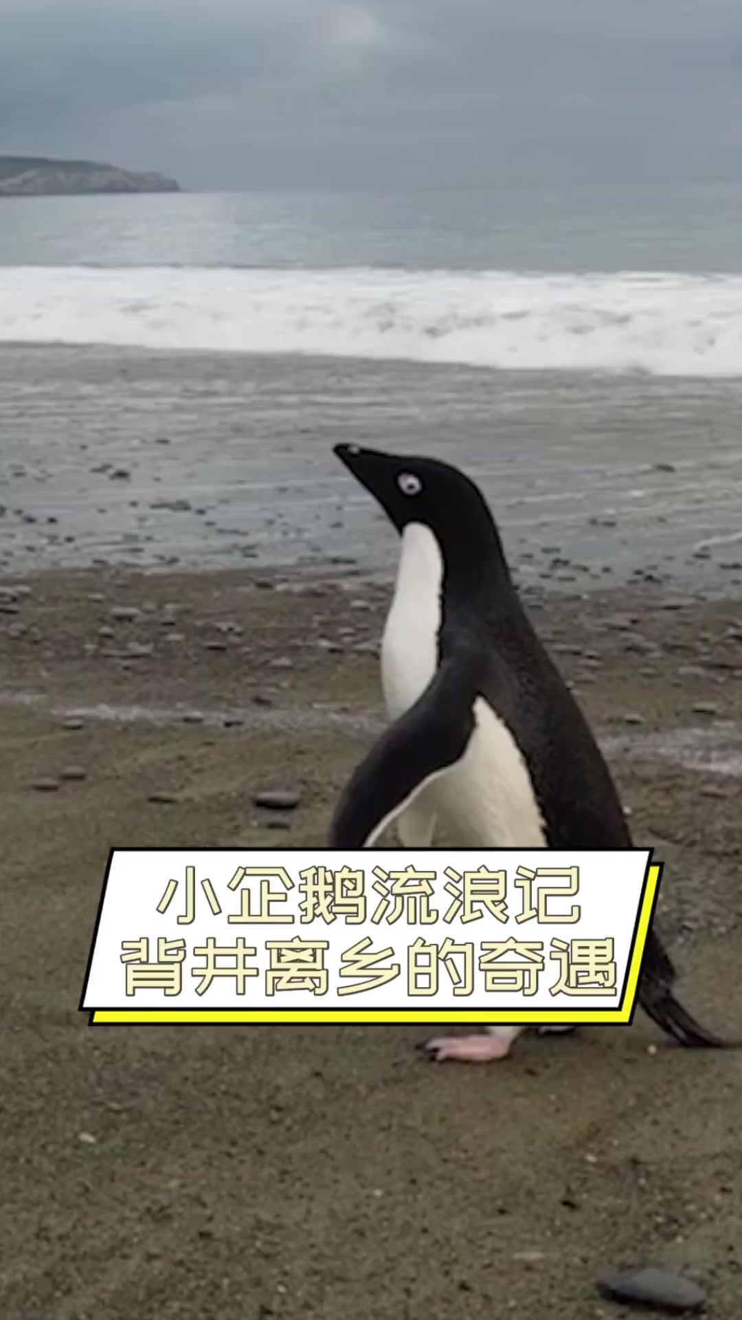 小企鹅流浪记,背井离乡的奇遇