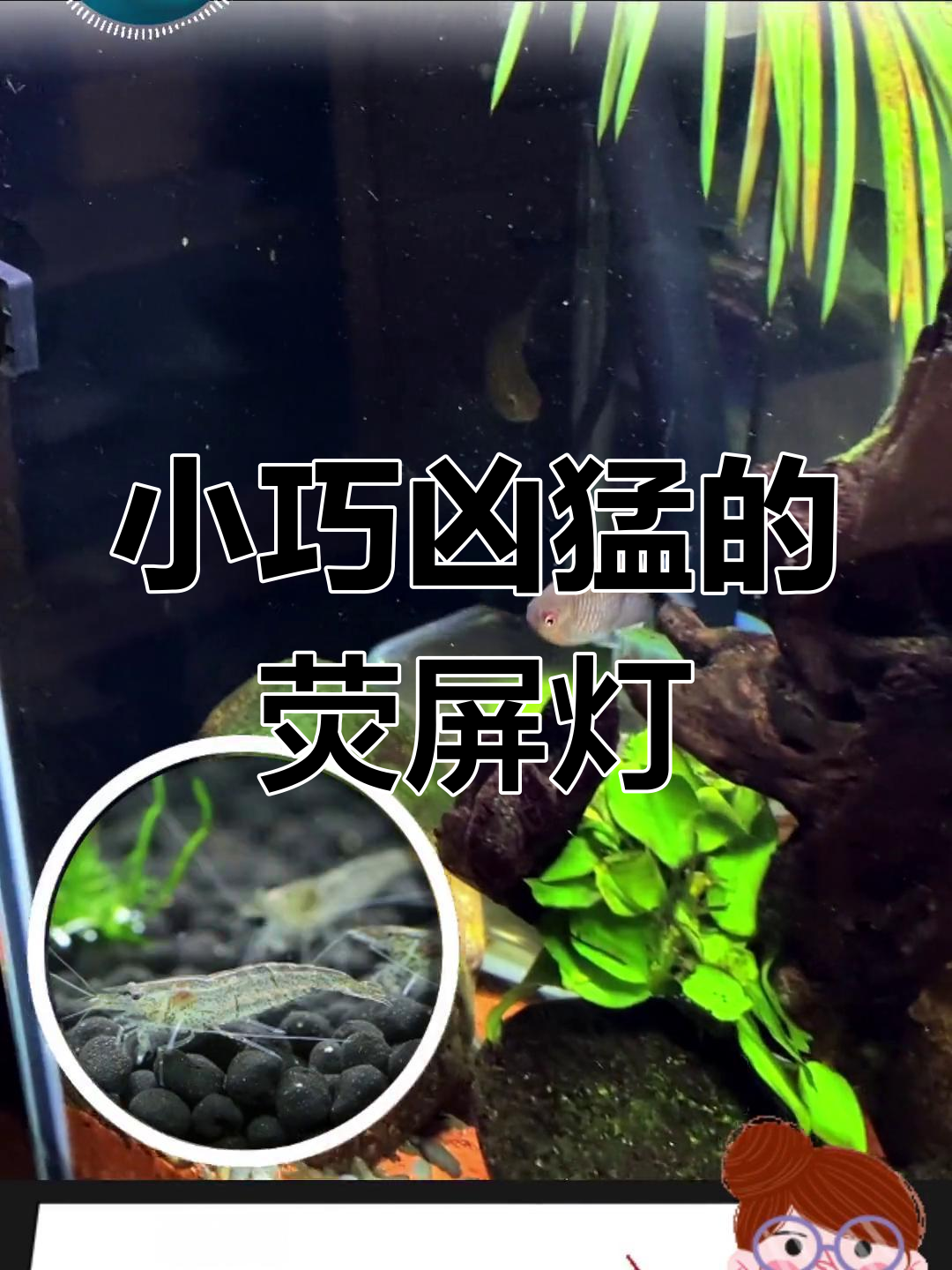 银屏灯鱼:南美小型观赏鱼的独特魅力