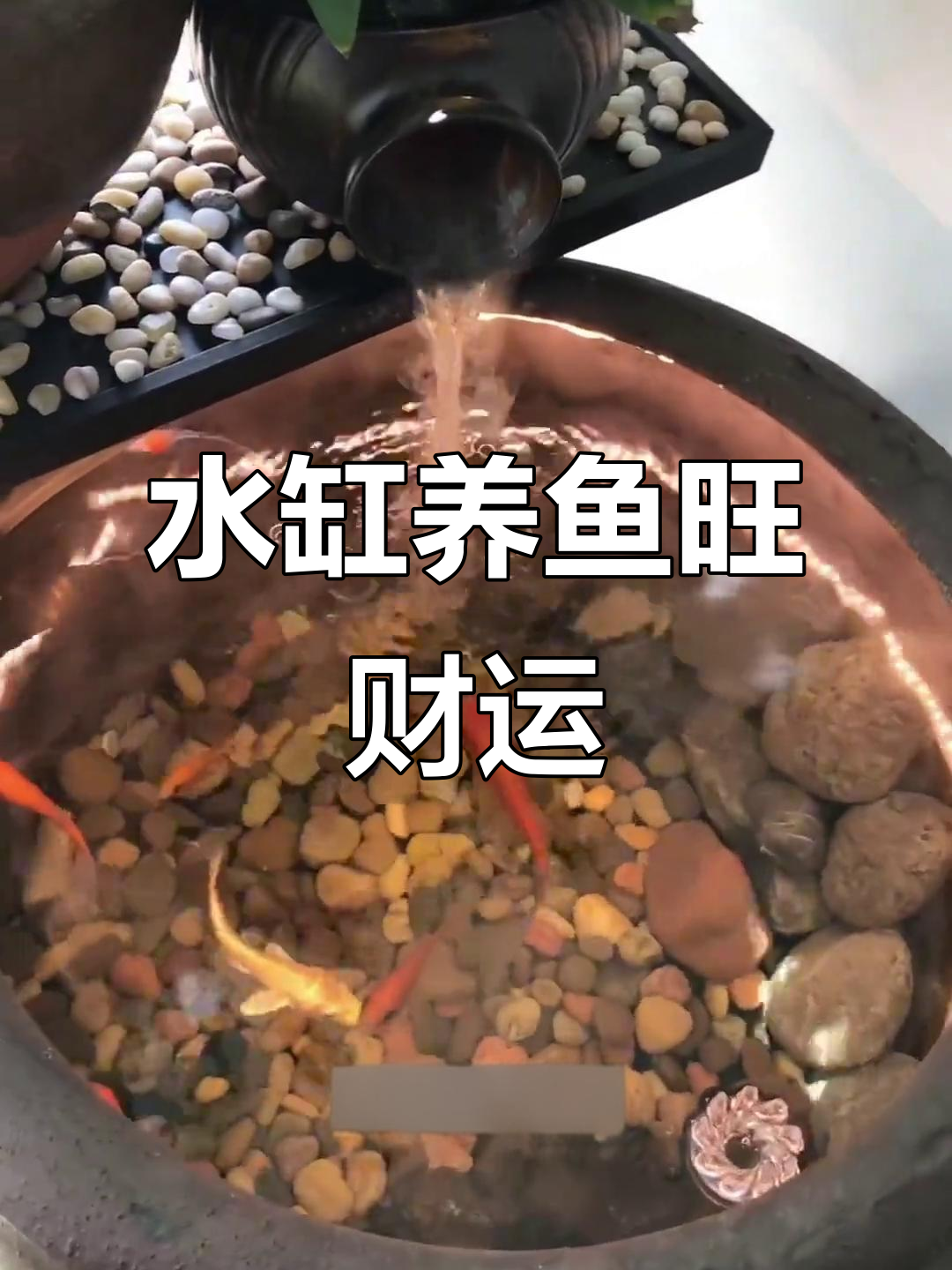 闲置水缸变宝地,养鱼带来好运