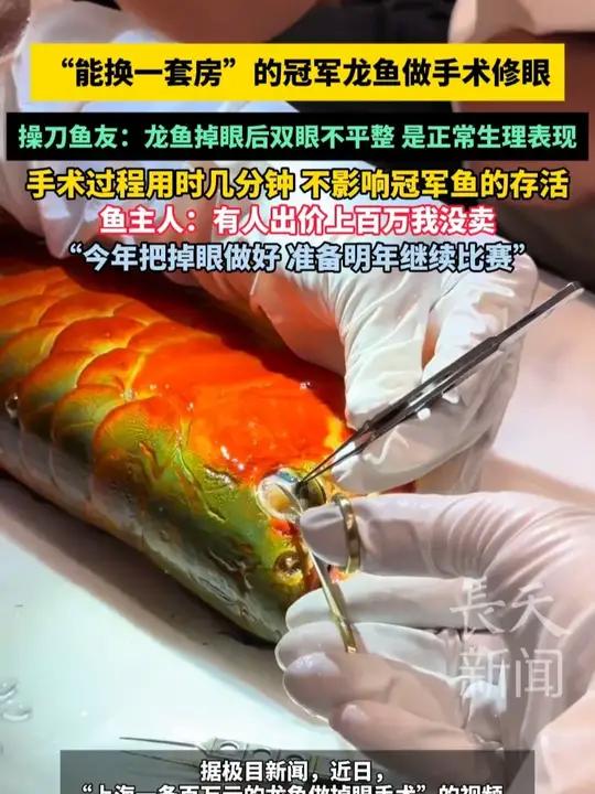 “能换一套房”的冠军龙鱼做手术修眼,操刀鱼友:龙鱼掉眼后双眼不平整,是正常生理表现,手术过