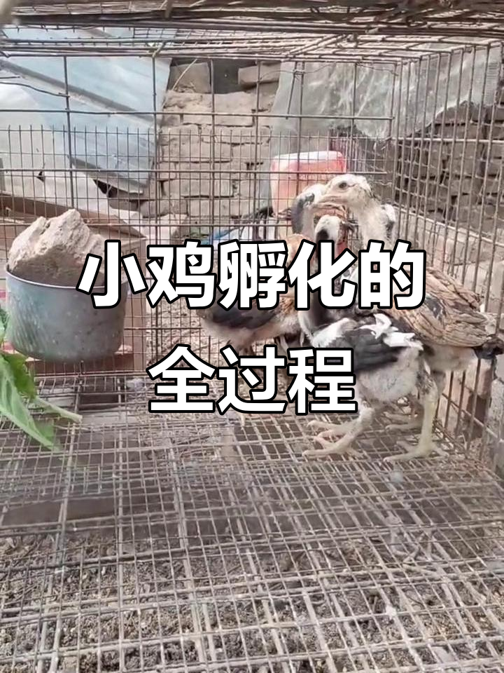 人工孵化小鸡,从出生到长毛的成长过程