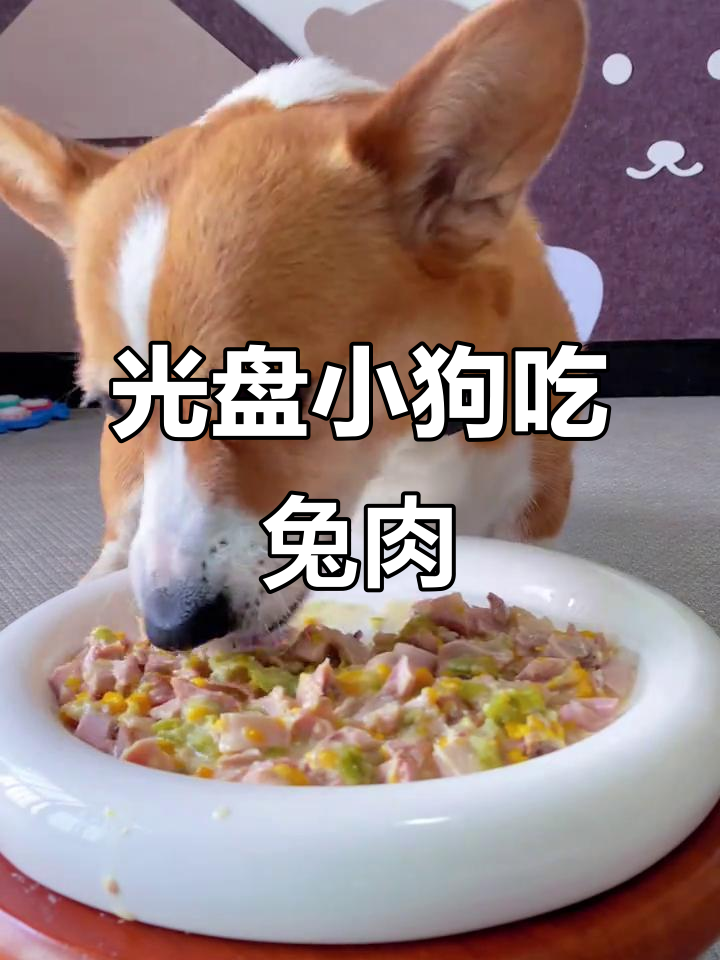 小狗嘴馋兔肉,丝瓜山药拌饭吃得超香
