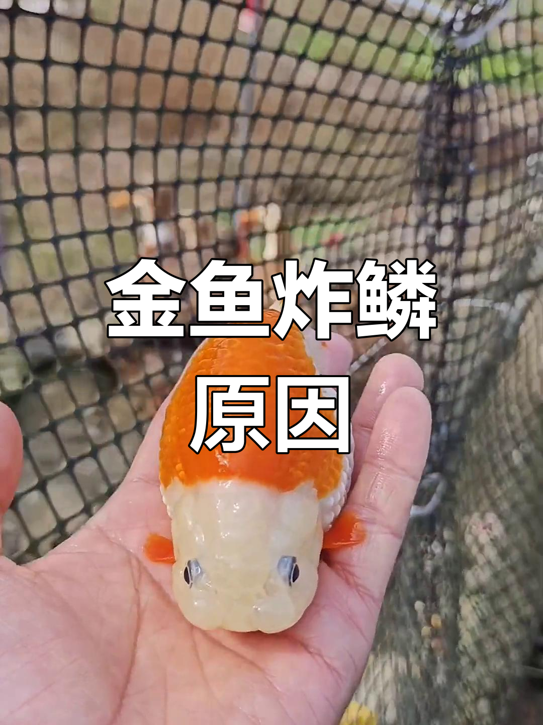 兰寿金鱼炸鳞现象解析