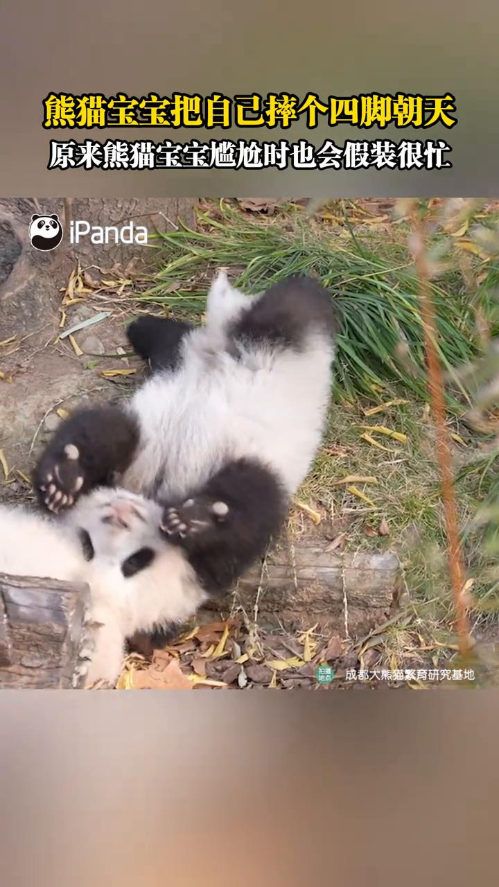 熊猫宝宝四脚朝天式打滚好可爱