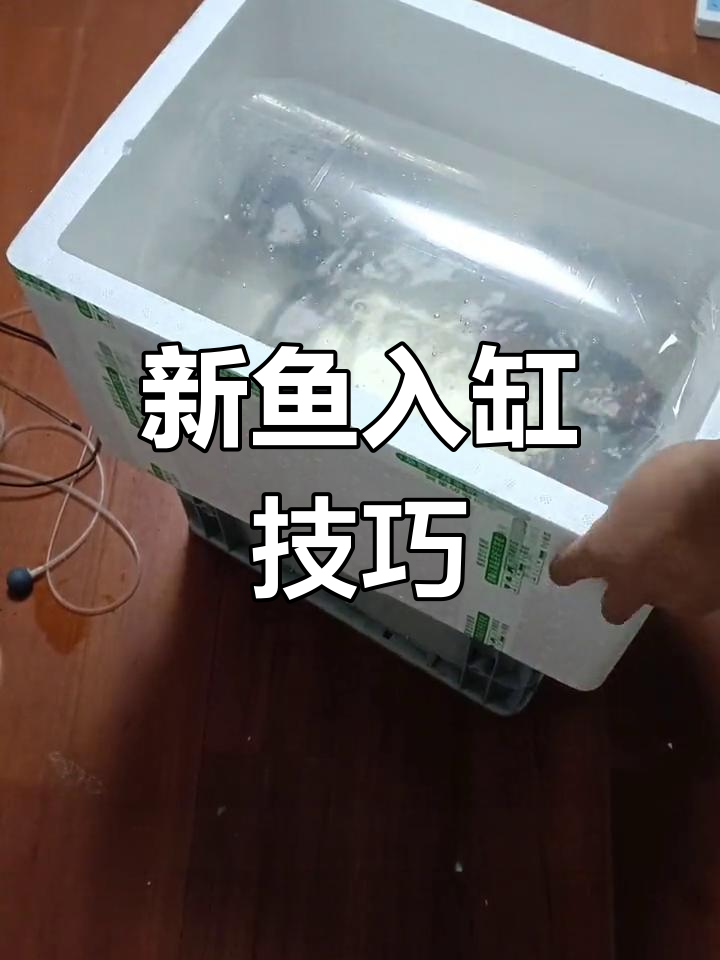 新鱼到家如何正确过温与过水