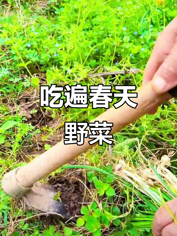 春天的味道,野菜大赏!100种吃法等你来解锁