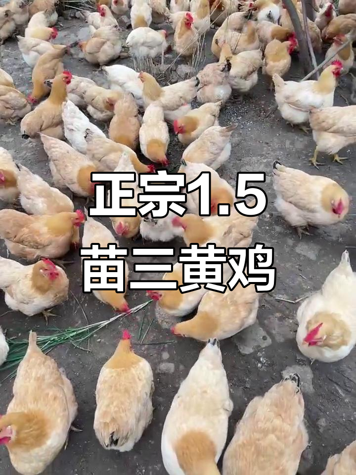 1.5苗三黄鸡,正宗美味等你尝