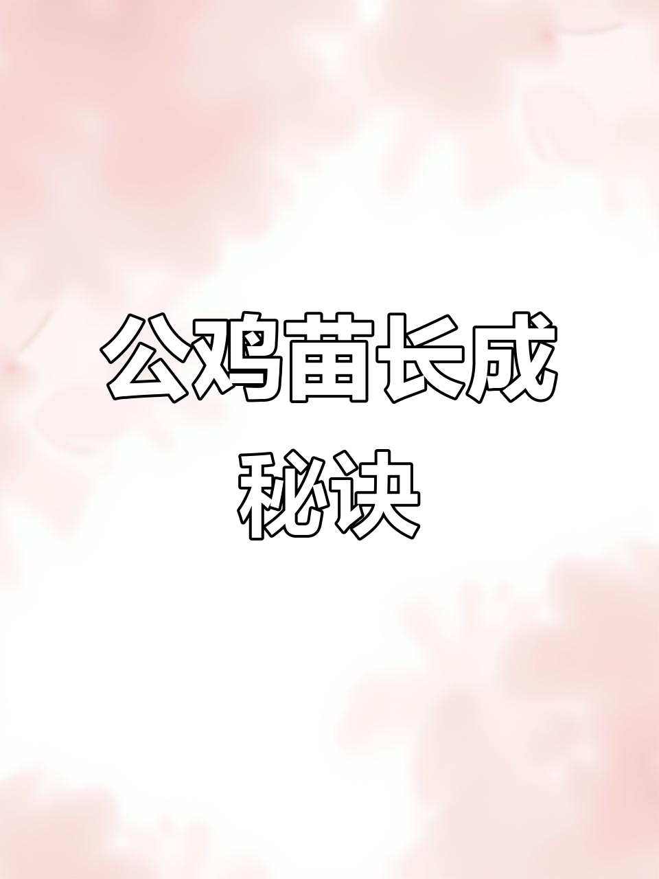红玉大红公鸡苗成长记:从一斤到十多斤,疫苗防疫全做
