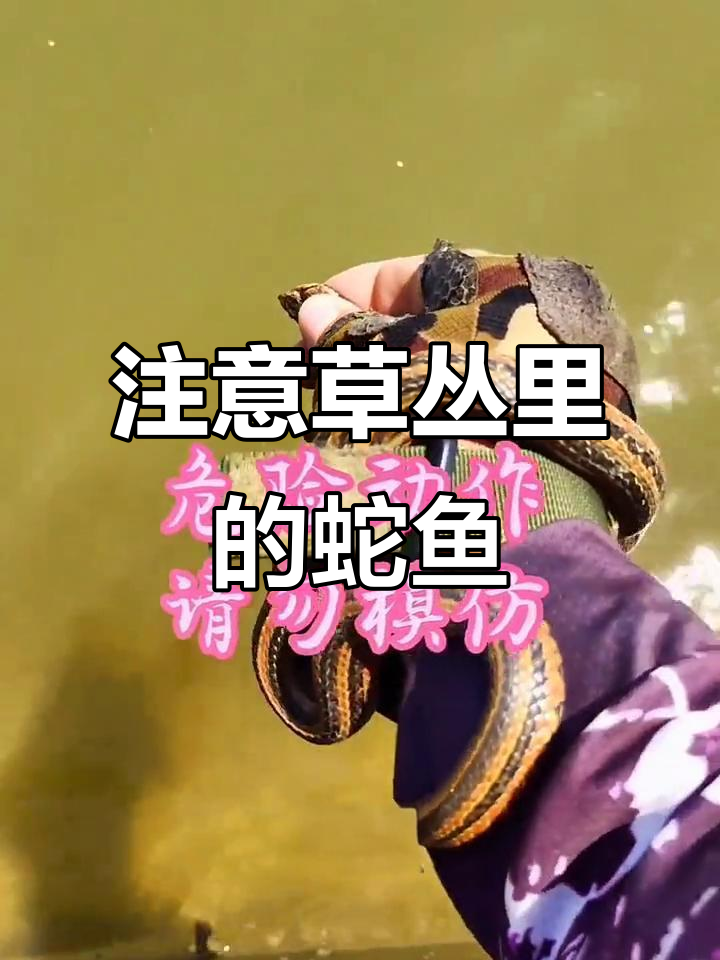 户外钓鱼注意!草丛中的蛇鱼危险,别轻易踏入