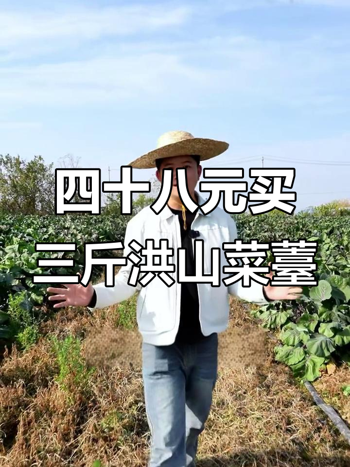 洪山菜薹新价格,四十八元三斤超值美味