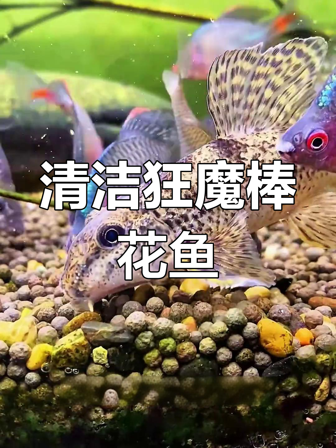 棒花鱼疯狂清理,底砂翻遍,连水藻都不放过!