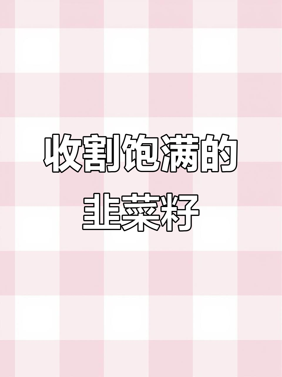 韭菜籽丰收,防虫网下的纯正品种