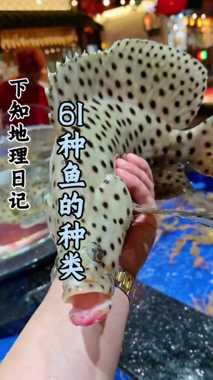 科普分享常见鱼的种类，看看你认识几种！