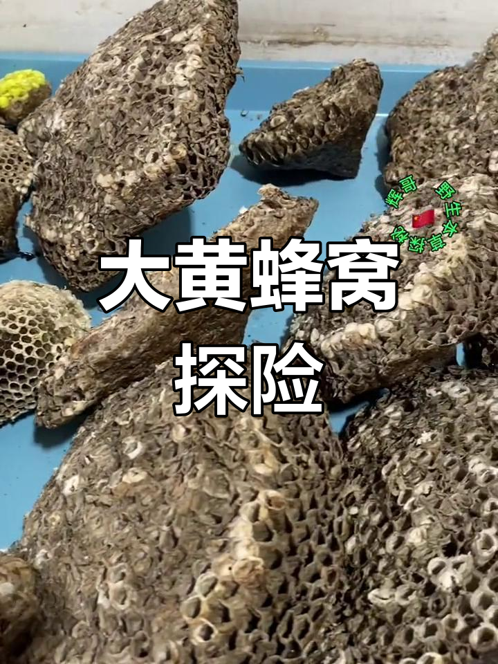 探秘野生大黄蜂巢穴,鹿凤房揭秘马蜂窝的秘密