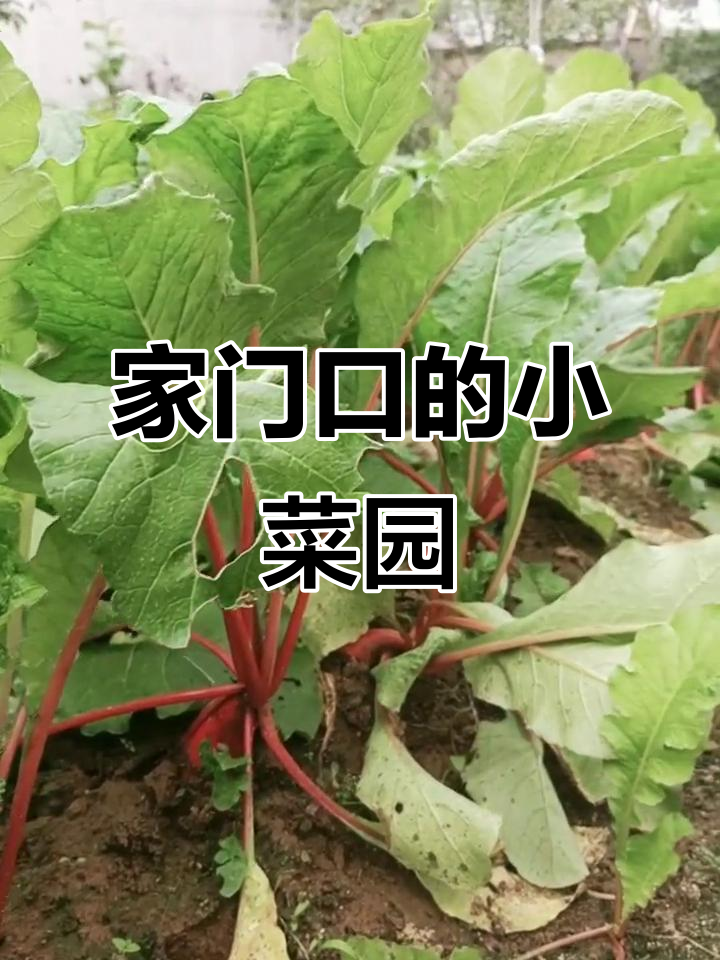 小菜园里的家,最美风景就在身边