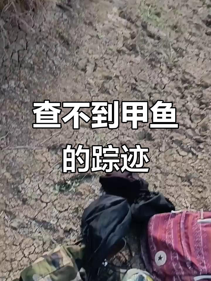 甲鱼爬过痕迹清晰,却找不到踪影!