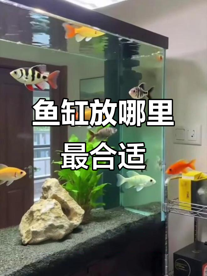 鱼缸摆放的最佳位置，水火相济才最旺！