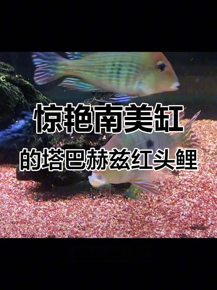 南美缸中的美丽红色铁皮鱼，帮你清理底沙