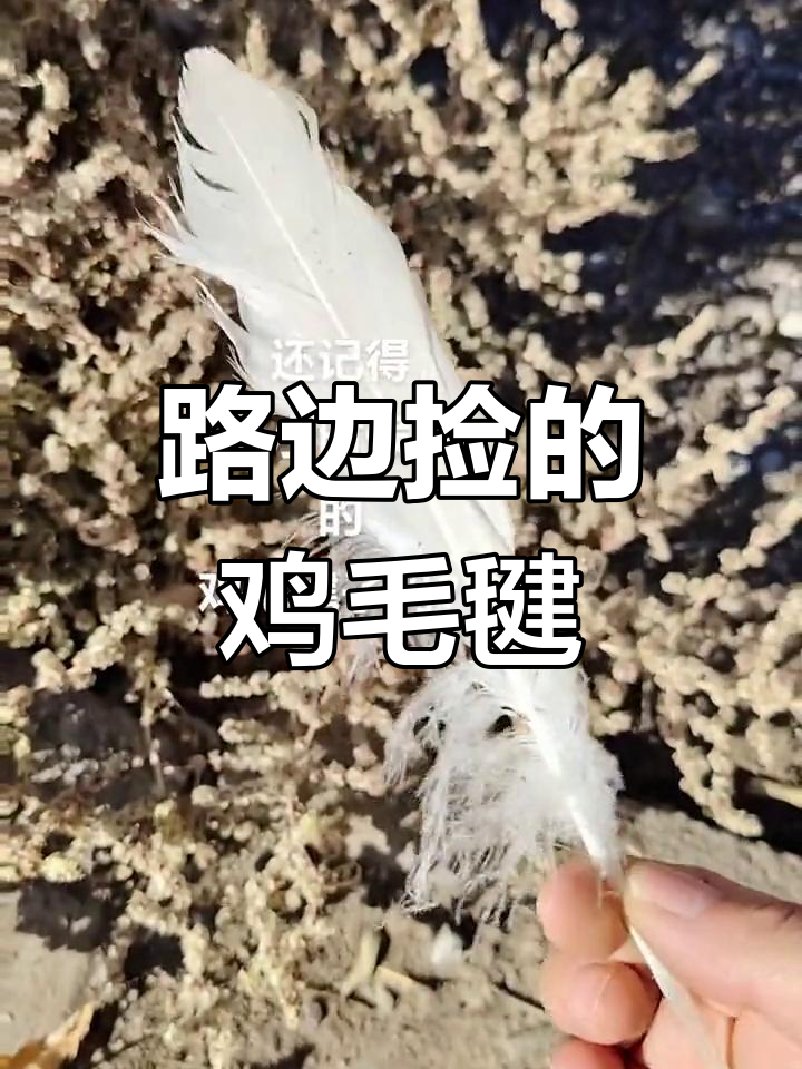 童年路边的鸡毛毽子