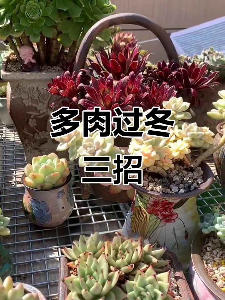 冬季多肉植物养护技巧:通风、浇水与保暖全攻略