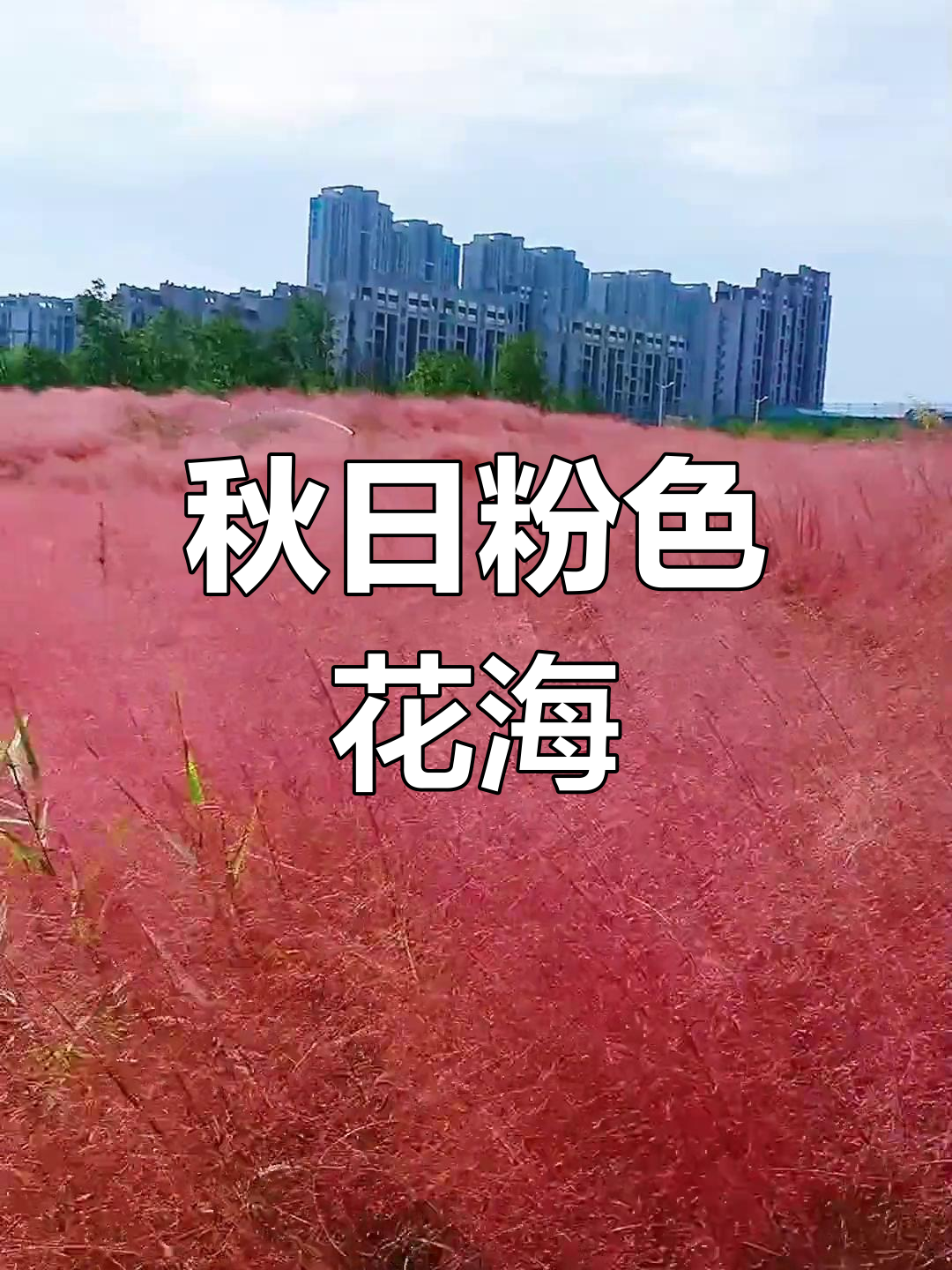 秋天粉黛草盛开,鱼尾洲公园如梦似幻,粉色约会正当时