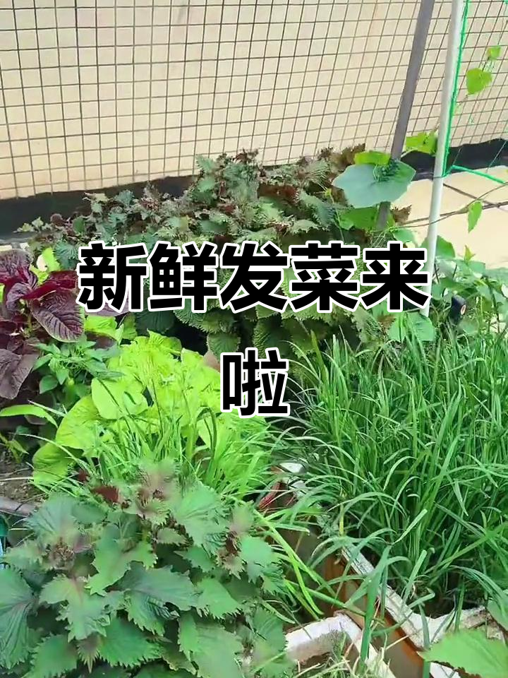 发菜了!新鲜发菜大揭秘,快来看看