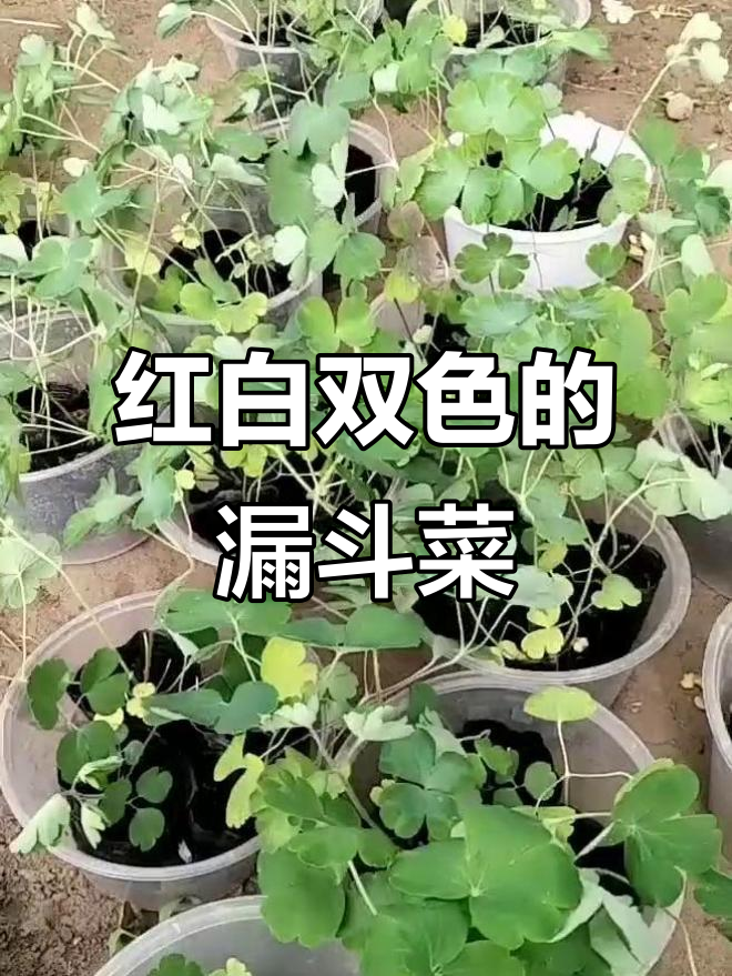 芳姐家的漏斗菜,红白双色超美!耐寒多年生花卉等你来种