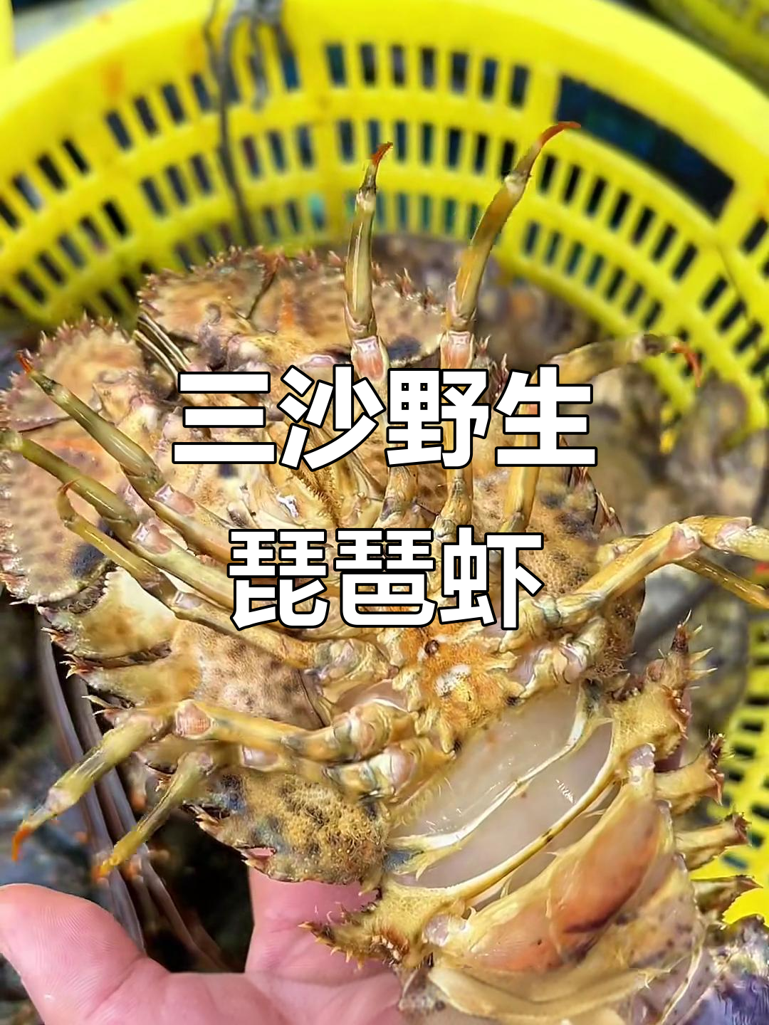 三沙渔民最爱的琵琶虾，肉质鲜美堪比龙虾