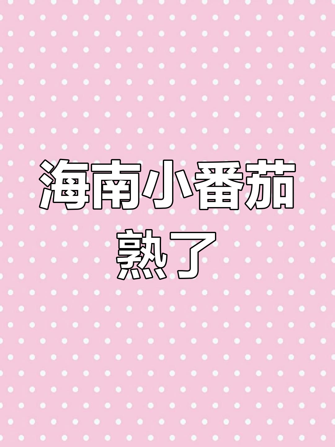 海南篱笆岛的西红柿熟了,太阳下的美味果实等你来摘