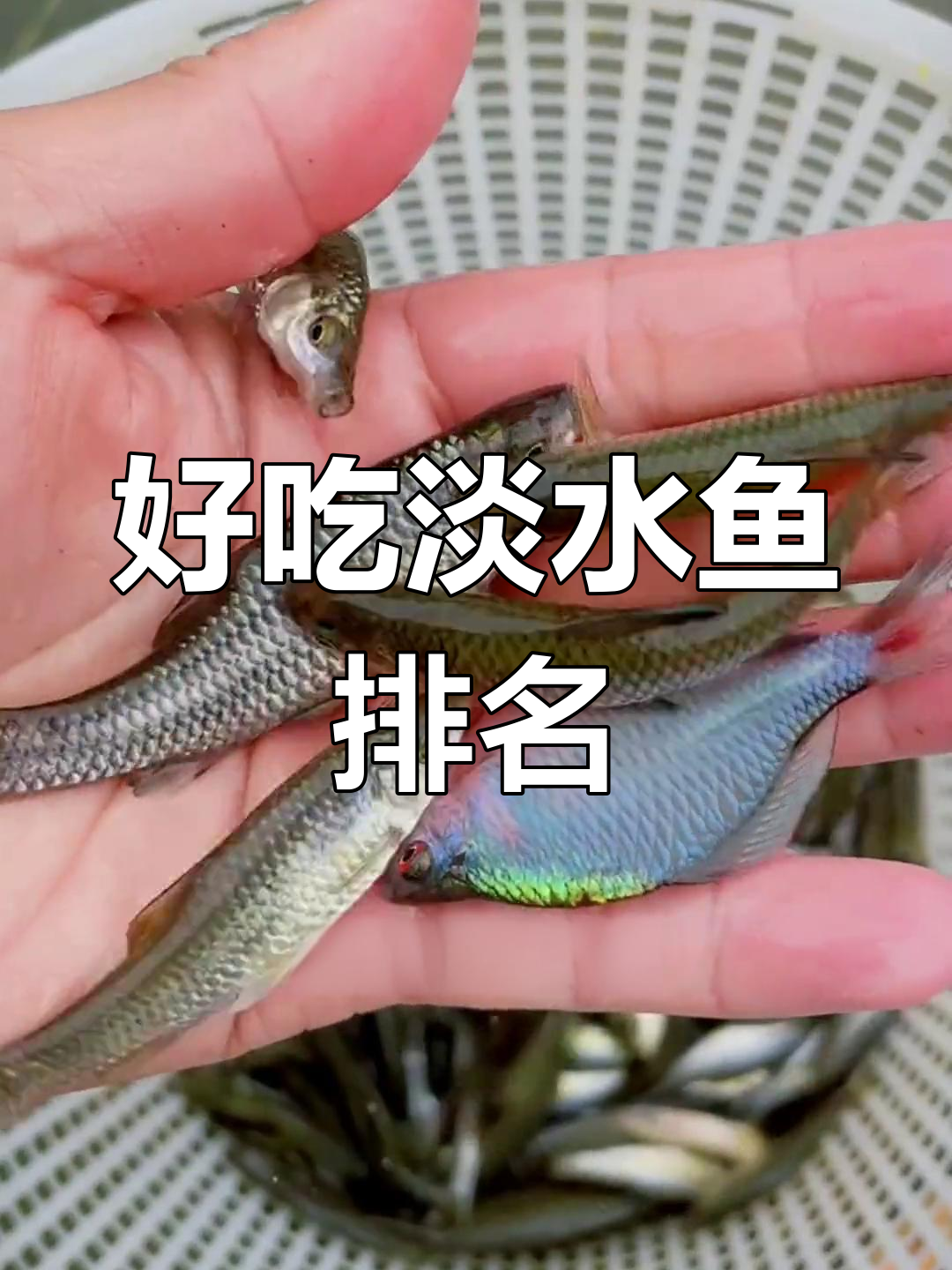 中国十大美味淡水鱼,你尝过几种?