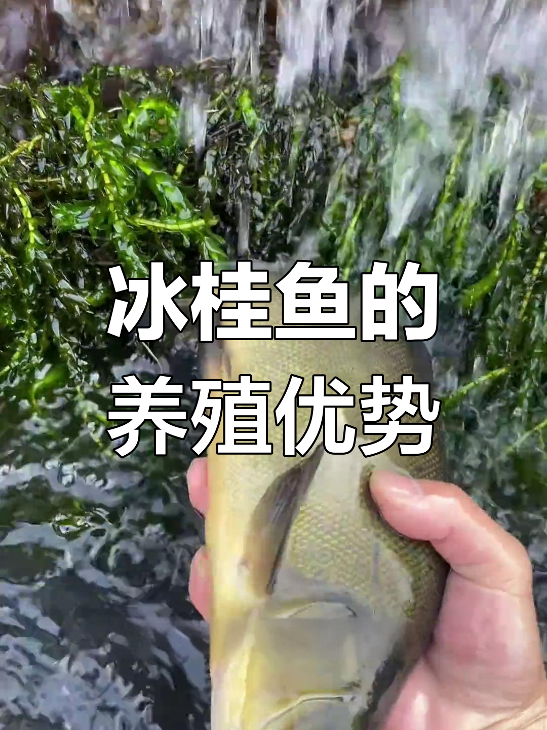 冰桂鱼:底层清洁工,耐低氧易养,火锅佳选