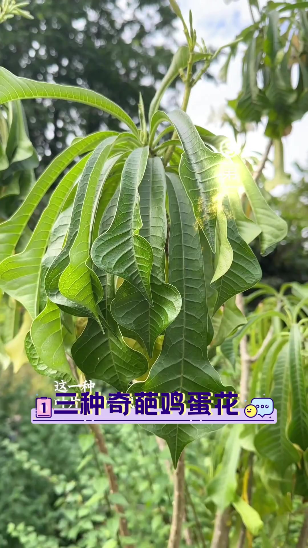 三种奇葩鸡蛋花