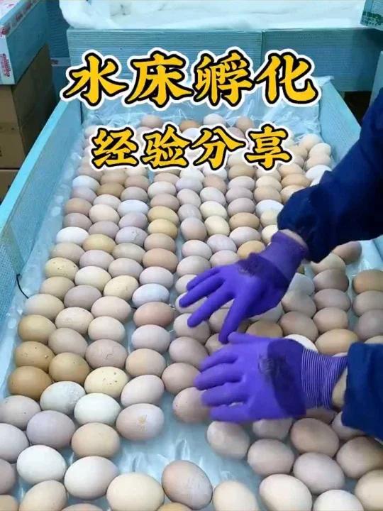 小鸡孵化过程案例分享