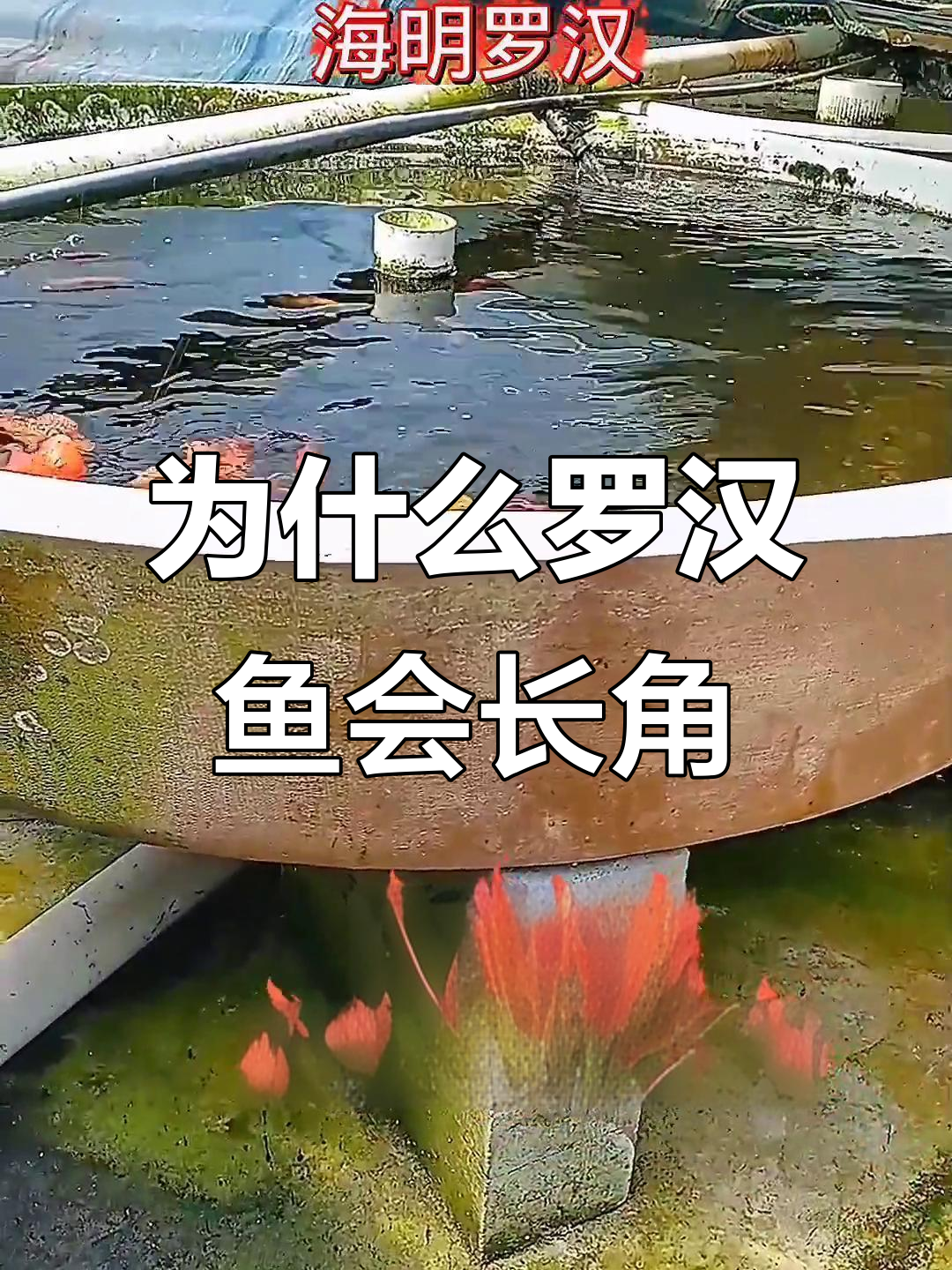 罗汉鱼头上长角的原因,竟然是这样!