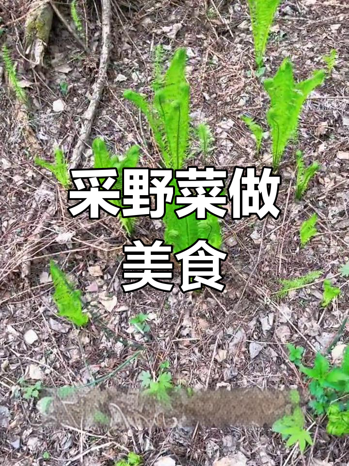 野鸡膀子采摘记,炒肉吃更美味