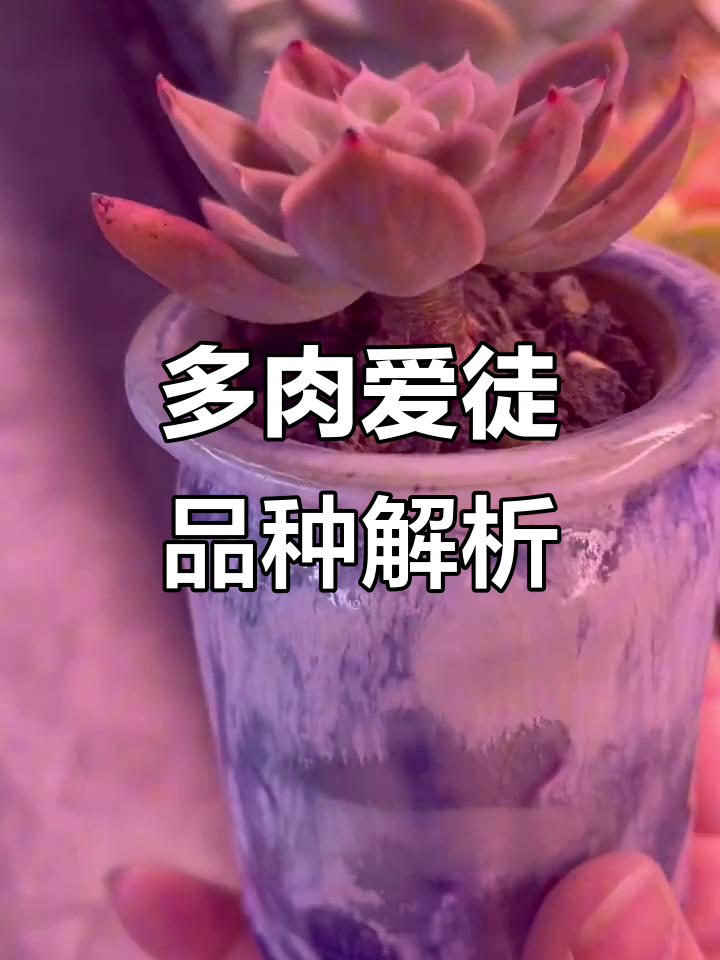 爱徒多肉养护大揭秘:从丝绸面纱到星星雪的成长之路
