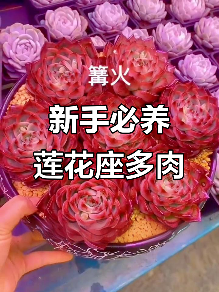 适合新手养的10款莲花座多肉，轻松上手