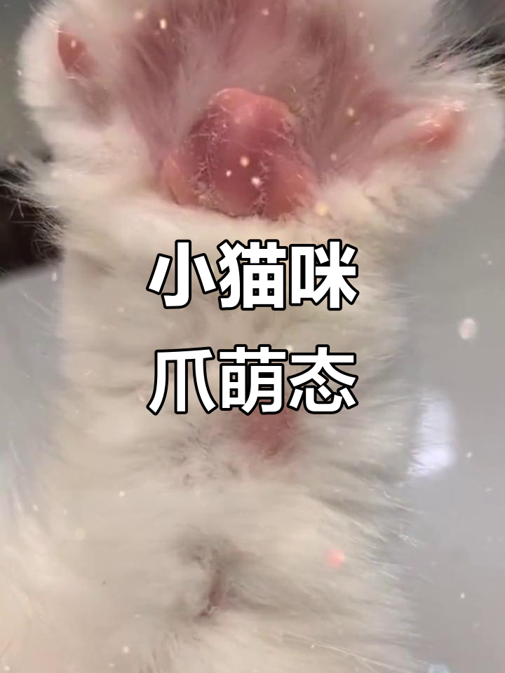 猫爪子太可爱了,玩一天都不够!