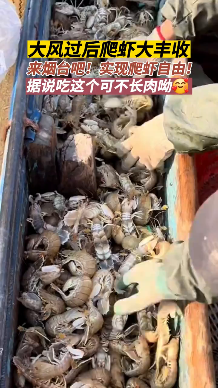 大风后,烟台的爬虾爆网了