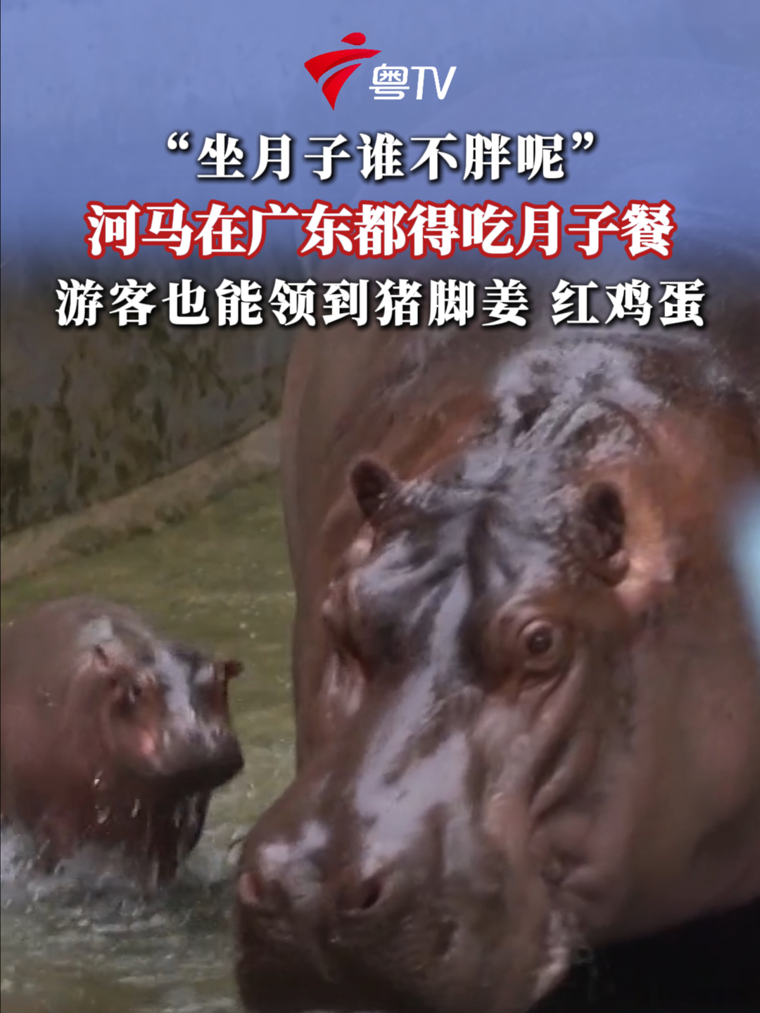 河马到广东都得吃月子餐!游客也能领到猪脚姜、红鸡蛋