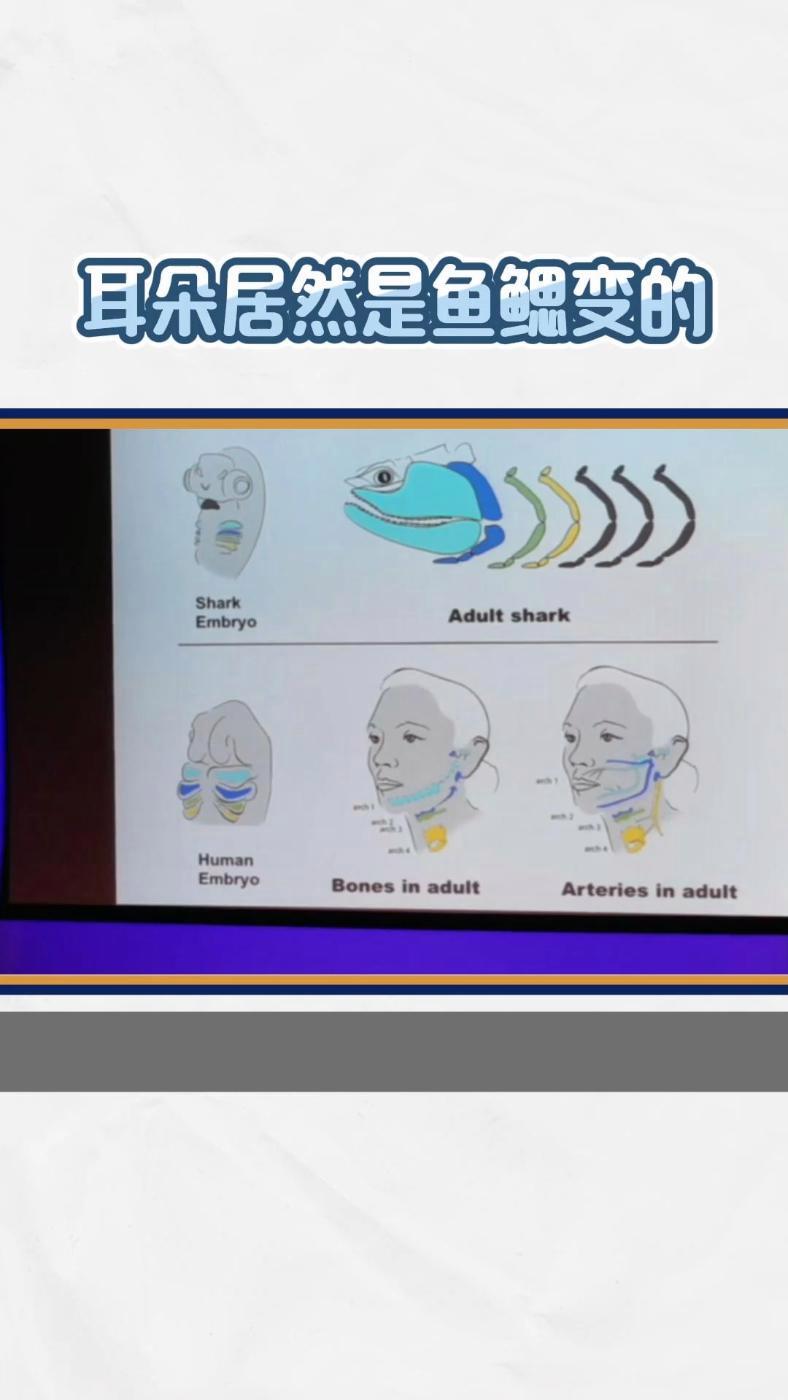 耳朵居然是鱼鳃变的 科普  近日,科学家进一步证实了哺乳动物的耳朵软骨与鱼鳃软骨同源。这预