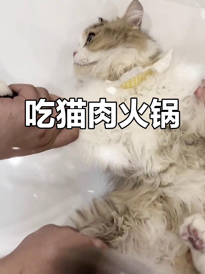 猫肉火锅,你敢尝试吗?