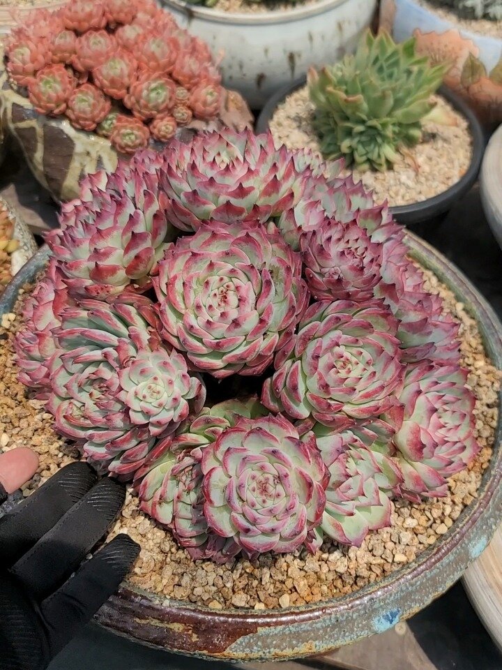 多肉科普1 卡罗拉