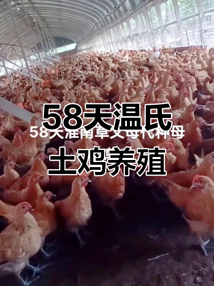 58天温氏青脚土鸡苗养殖全纪录,绿色健康每一天