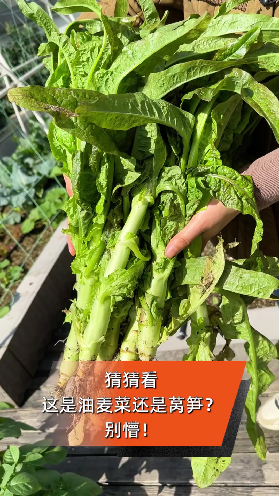 猜猜看,这是油麦菜还是莴笋?别懵!
